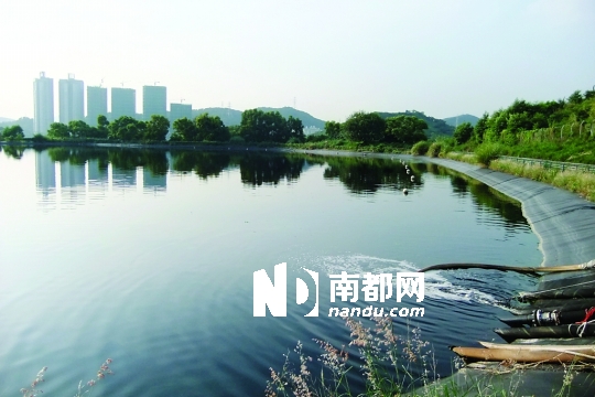 <p> 打鼓嶺堆填區(qū)其中一處污水儲(chǔ)存池，背后就是深圳蓮塘的高層住宅。南都記者 康殷 攝</p>