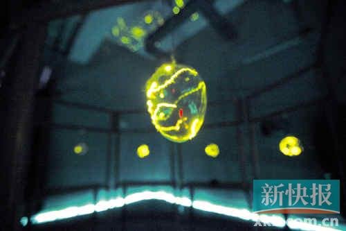 廣州螢火蟲節(jié)遭質(zhì)疑 主辦方稱死野外不如死展館