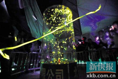 廣州螢火蟲節(jié)遭質(zhì)疑 主辦方稱死野外不如死展館
