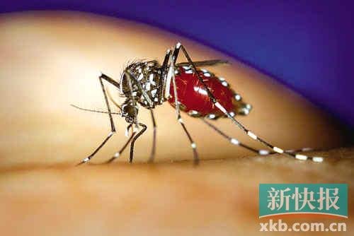 珠三角多地現(xiàn)登革熱病例 防登革熱先防伊蚊