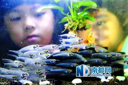 國慶黃金周廣州8000張景區(qū)門票免費派