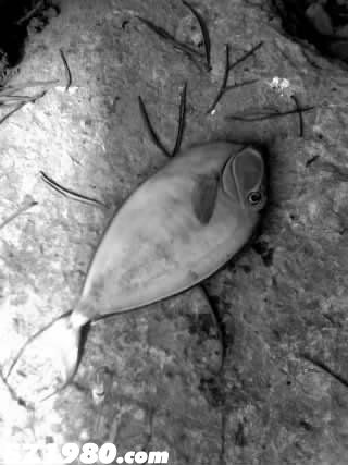 廣西水族館百余條熱帶魚疑被游客閃光燈 閃死 