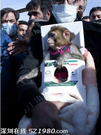 伊朗再送活猴入太空安全返回 稱下一步將發(fā)射波斯貓