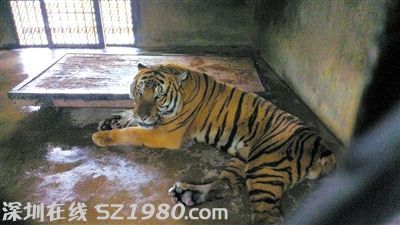 肇事華南虎瑩瑩。昨日，上海動(dòng)物園繁殖場，一飼養(yǎng)員在打掃虎籠時(shí)不幸被瑩瑩咬死。圖/CFP