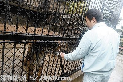上海動(dòng)物園繁殖場內(nèi)飼養(yǎng)的老虎。圖/東方IC