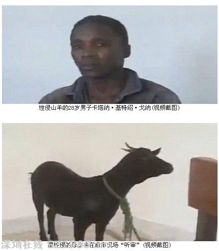 男子強(qiáng)奸黑山羊因獸奸罪被判刑