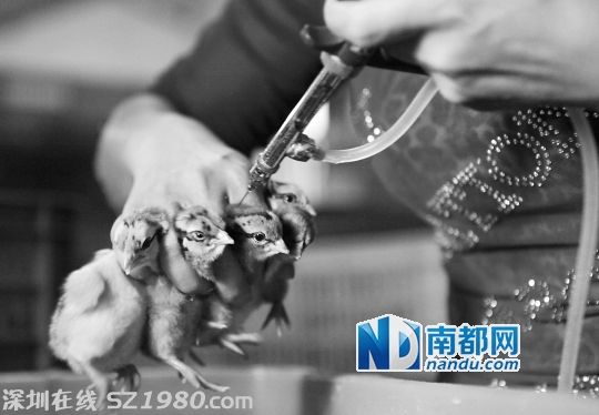 <p>    今年4月 禽流感風(fēng)波 時期，珠海一個雞苗基地工作人員在給小雞打疫苗。當(dāng)時該基地一日孵化的三萬多只小雞中，只有七千多能喂養(yǎng)長大，其余的都是用于喂魚喂蛇。資料圖片(南都記者 陳坤榮 攝)</p>