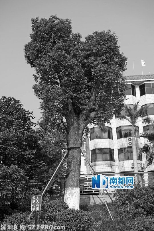<a href=http://www.hnyueyi.com.cn/shenzhen/ target=_blank class=infotextkey>深圳</a>一社區(qū)花31.5萬林業(yè)資金 只種三棵樹