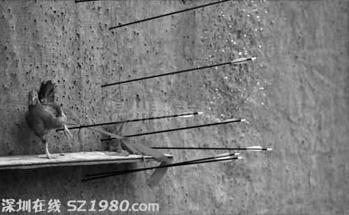 溫州一景區(qū)開(kāi)射 雞 靶場(chǎng) 箭射活雞被指殘忍