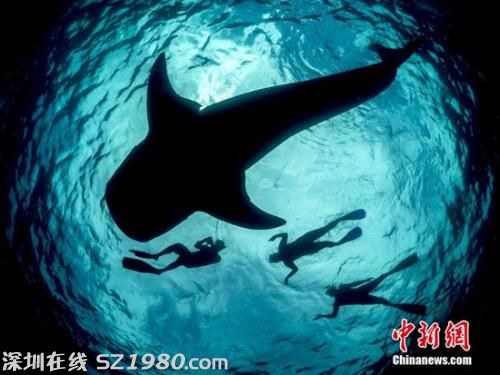 鯨鯊大嘴捕食似宇宙黑洞 潛水者險(xiǎn)被吸入(圖)