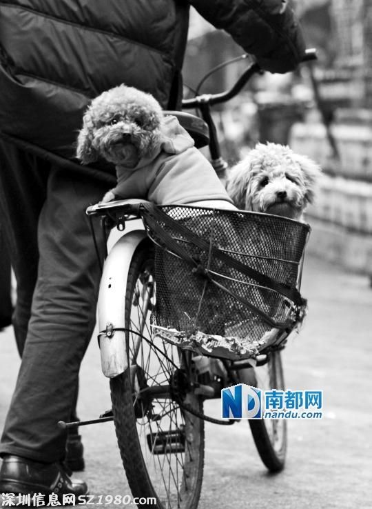 珠海出養(yǎng)犬新規(guī)：第一年擬收管理費(fèi)500元