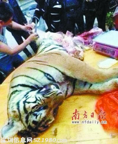 廣東雷州10只老虎先后遭屠殺 虎骨7000元1斤(圖)