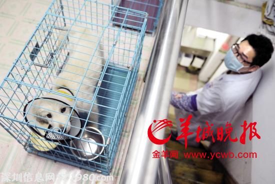 廣州一小區(qū)近百寵物暴斃 獸醫(yī)懷疑有人投毒
