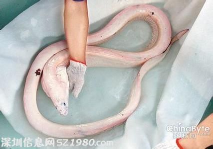 活體白龍王驚現(xiàn)墨西哥淺灘 體長達(dá)4.5米背鰭幾乎與身體同樣長