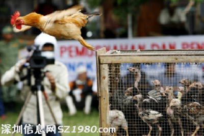 公雞被宰前開口說人話 當(dāng)?shù)厝思娂娞优苄℃?zhèn)大亂