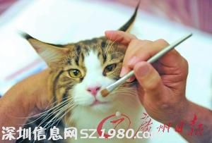 國際名貓佛山 選美  30萬身家貓咪亮相