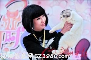 國際名貓佛山 選美  30萬身家貓咪亮相