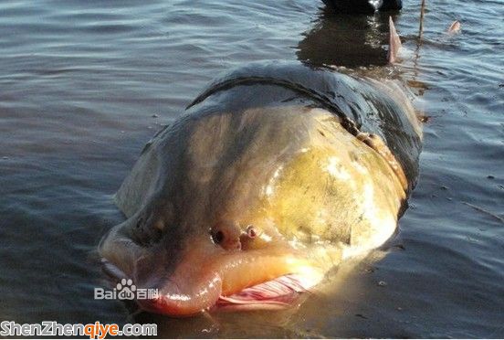 鱘鰉魚是什么魚 鱘鰉魚好吃嗎 鱘鰉魚的價格多少錢 鱘鰉魚是什么魚 鱘鰉魚好吃嗎 鱘鰉魚的價格多少錢