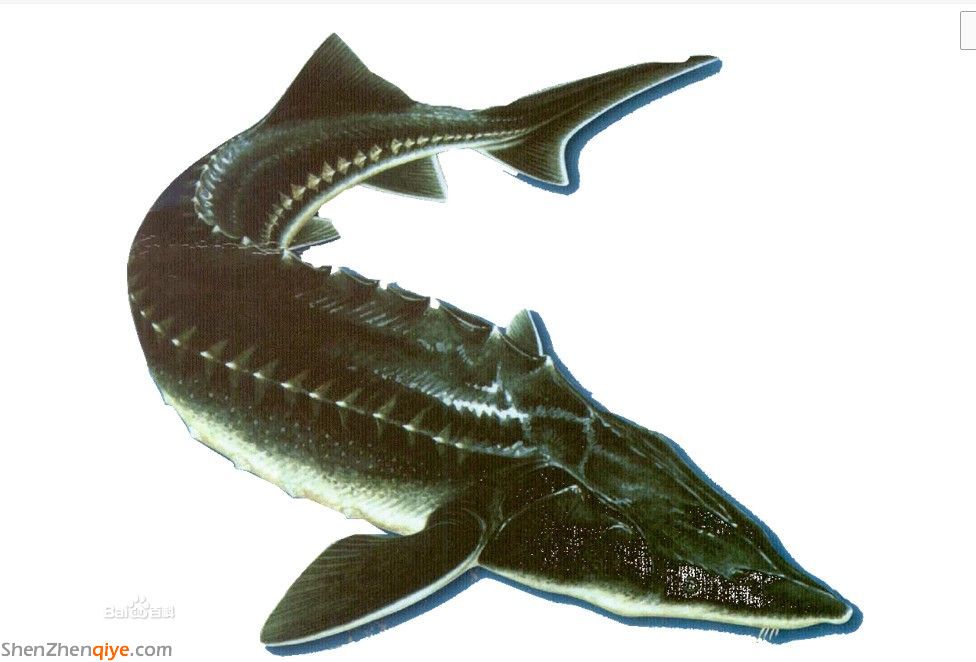 鱘鰉魚是什么魚 鱘鰉魚好吃嗎 鱘鰉魚的價格多少錢 鱘鰉魚是什么魚 鱘鰉魚好吃嗎 鱘鰉魚的價格多少錢