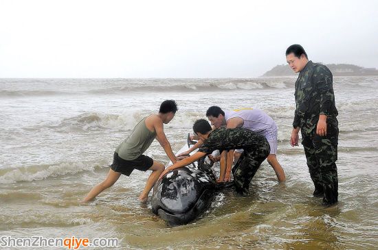 4噸虎頭鯨被吹上陽江沙灘