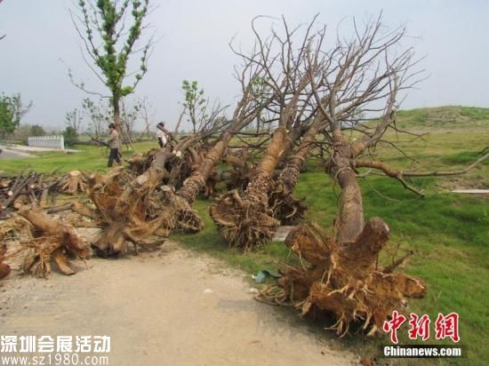 南京回應(yīng)青奧前突擊栽苗木死亡：成活率符合要求