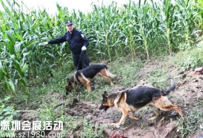 特警帶著警犬進(jìn)入農(nóng)田搜捕