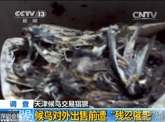 天津大批候鳥(niǎo)被捕 催肥后被殺(組圖)