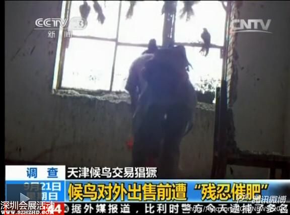 天津大批候鳥(niǎo)被捕 催肥后被殺(組圖)
