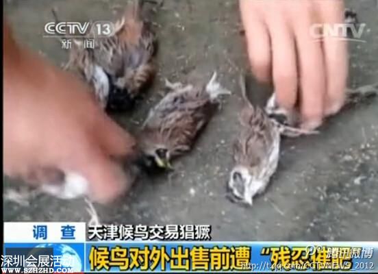 天津大批候鳥(niǎo)被捕 催肥后被殺(組圖)