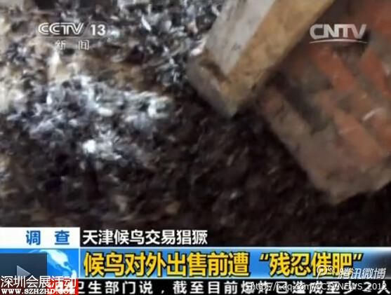 天津大批候鳥(niǎo)被捕 催肥后被殺(組圖)