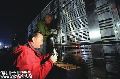 北京放飛和平鴿前嚴格安檢 確保未帶可疑物