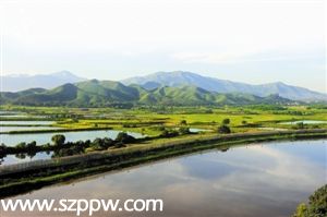 大沙河沙灣河觀瀾河污染加重