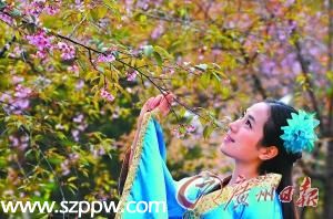 清遠(yuǎn)一景點(diǎn)日薪萬(wàn)元招募 櫻花仙子 導(dǎo)游