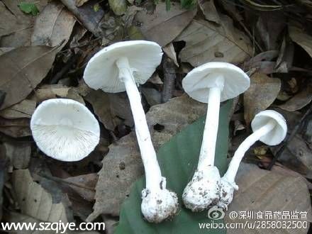 深圳連發(fā)蘑菇中毒1死6傷