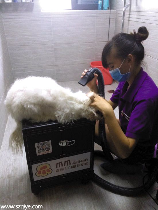 <a href=http://www.sz1980.com/shenzhen/ target=_blank class=infotextkey>深圳</a>寵物師“上門洗狗”月薪過萬(圖)