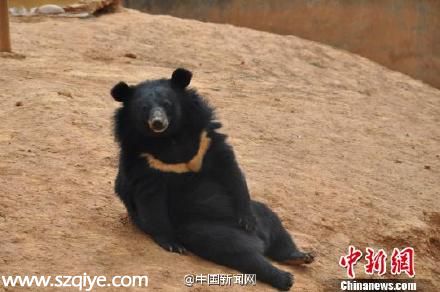 云南一村民養(yǎng)寵物狗兩年后才發(fā)現是黑熊（圖）