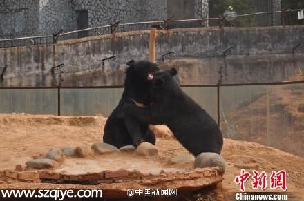 云南一村民養(yǎng)寵物狗兩年后才發(fā)現是黑熊（圖）