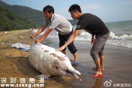 一只中華白海豚在深圳(www.hnyueyi.com.cn)海灘擱淺死亡 被稱(chēng)為