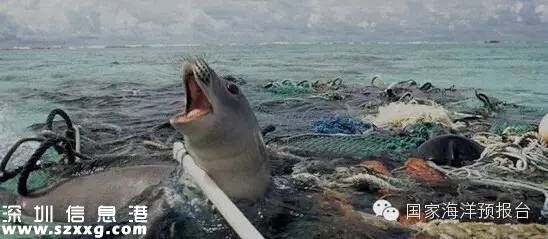 大梅沙海底垃圾觸目驚心 蛙人半小時清理100公斤