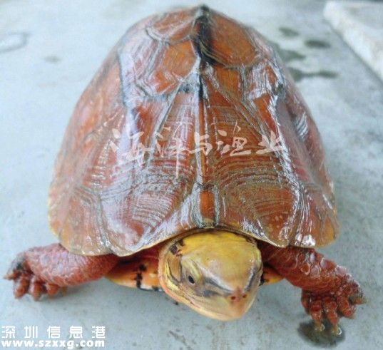 深港警方截獲282只涉嫌走私烏龜 兩廣八大珍稀名龜
