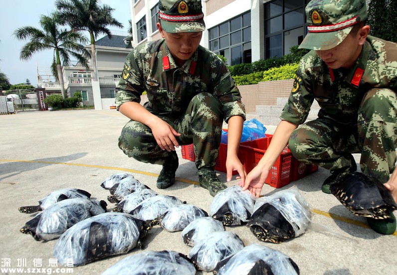 深港警方截獲282只涉嫌走私烏龜 兩廣八大珍稀名龜