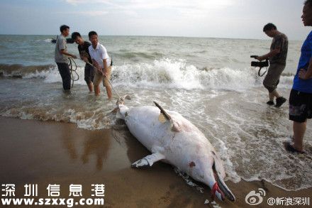 一只中華白海豚在深圳(www.hnyueyi.com.cn)海灘擱淺死亡 被稱(chēng)為