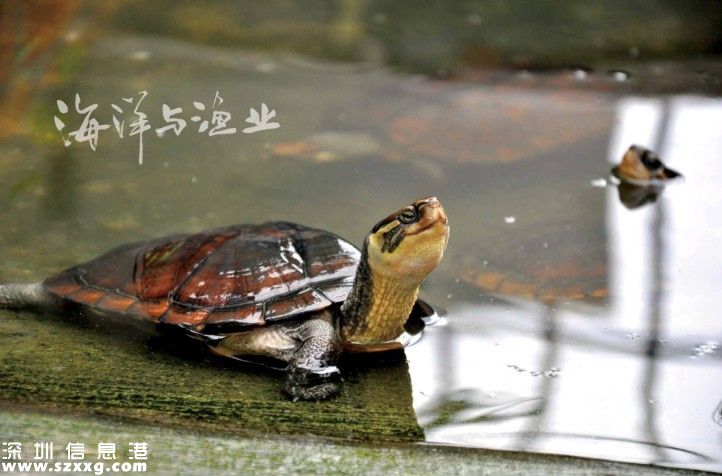 深港警方截獲282只涉嫌走私烏龜 兩廣八大珍稀名龜