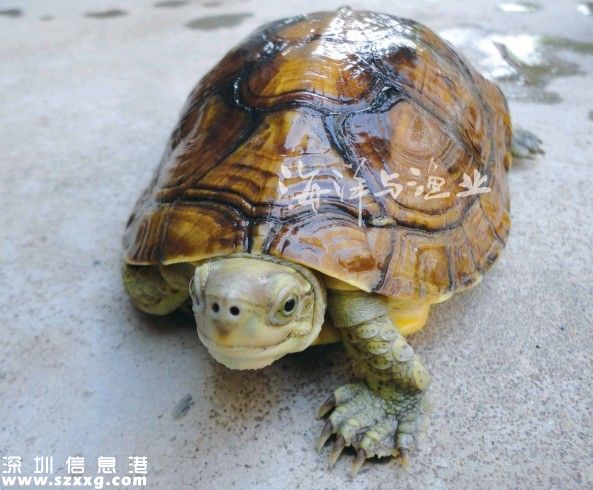 深港警方截獲282只涉嫌走私烏龜 兩廣八大珍稀名龜