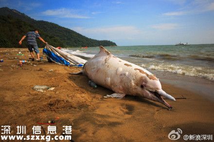 一只中華白海豚在<a href=http://www.hnyueyi.com.cn/shenzhen/ target=_blank class=infotextkey>深圳</a>(www.hnyueyi.com.cn)海灘擱淺死亡 被稱為