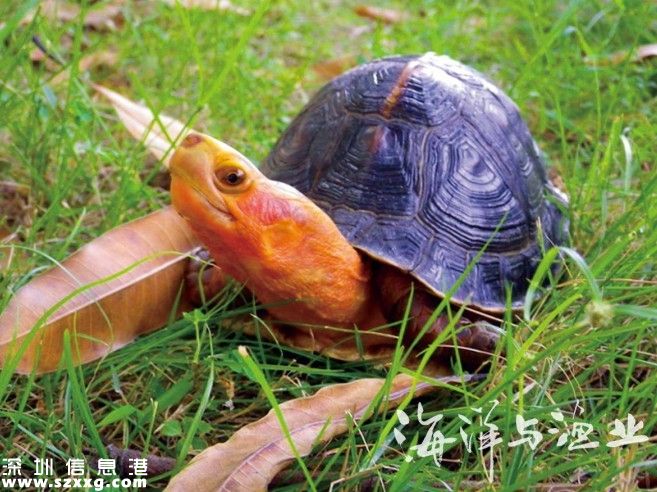 深港警方截獲282只涉嫌走私烏龜 兩廣八大珍稀名龜