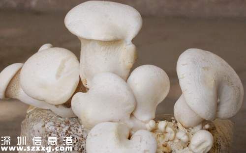 新疆罕見野生楊樹菇5.2公斤 半月瘋長直徑達到40厘米