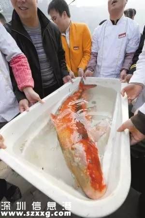 漁民捕獲胭脂魚王 魚體巨大放歸長江