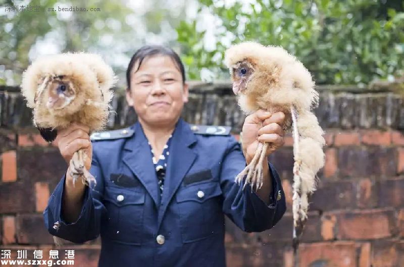 村民撿五只猴面鷹 像猴又像鷹