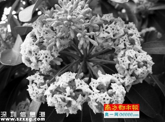 盆架子樹開花一簇一簇像繡球，發(fā)出刺鼻味道。
